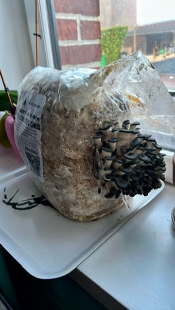 Pleurotes fraîches cultivées à la maison