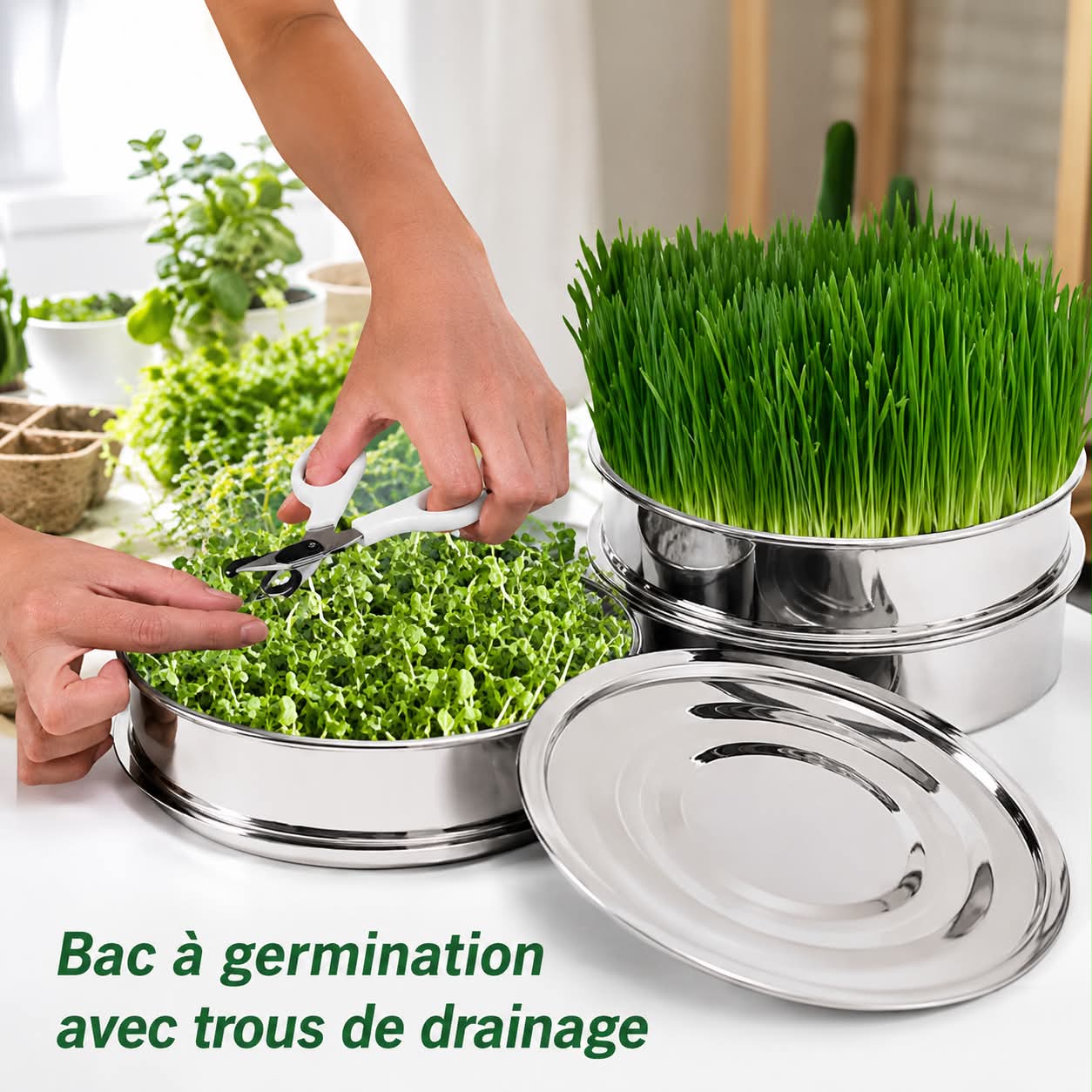 Mains disposant des micro-pousses dans un germoir inox empilable