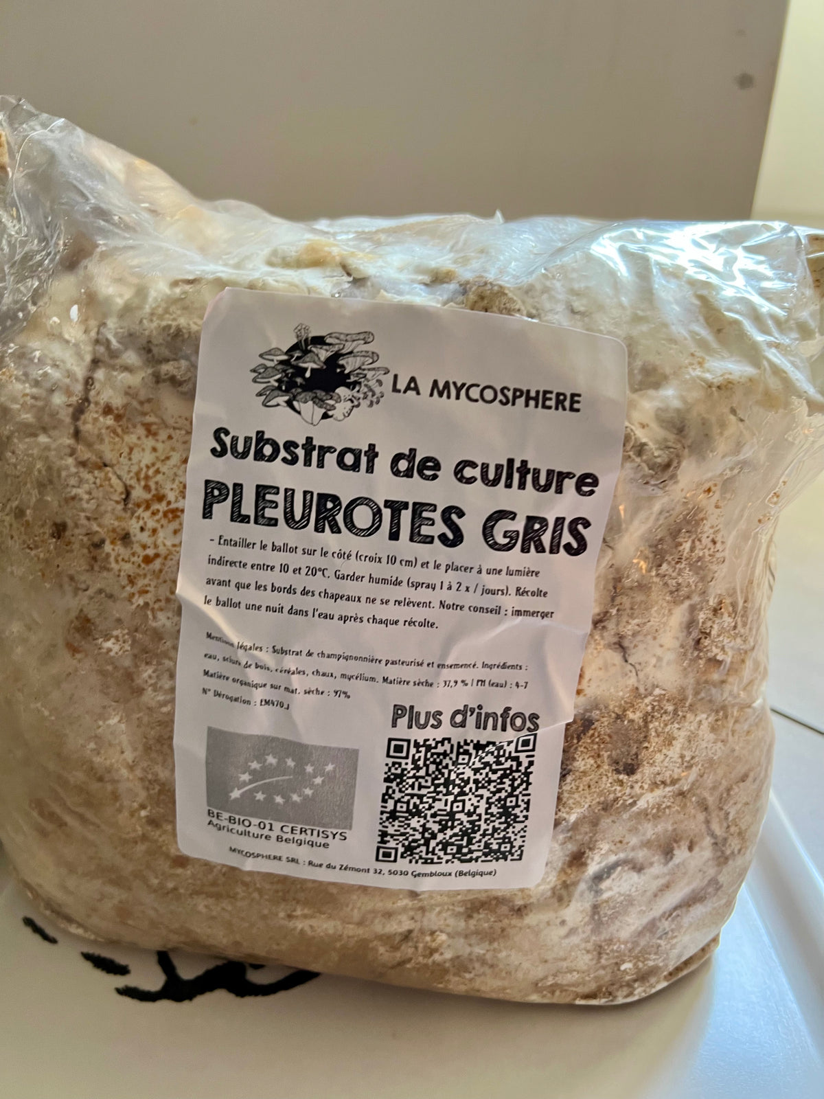 Pleurotes fraîches cultivées à la maison