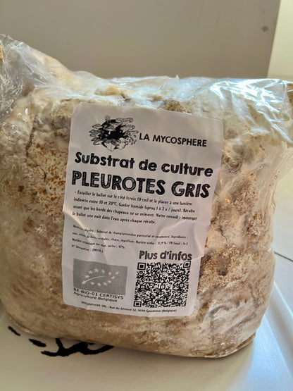 Pleurotes fraîches cultivées à la maison