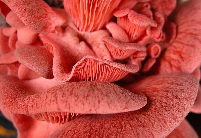 Pleurotes roses fraîches récoltées – Champignons bio cultivés à la maison