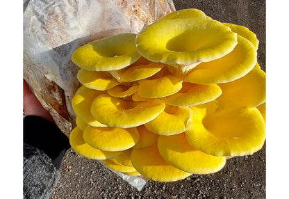 Ballot de culture pleurote jaune BIO