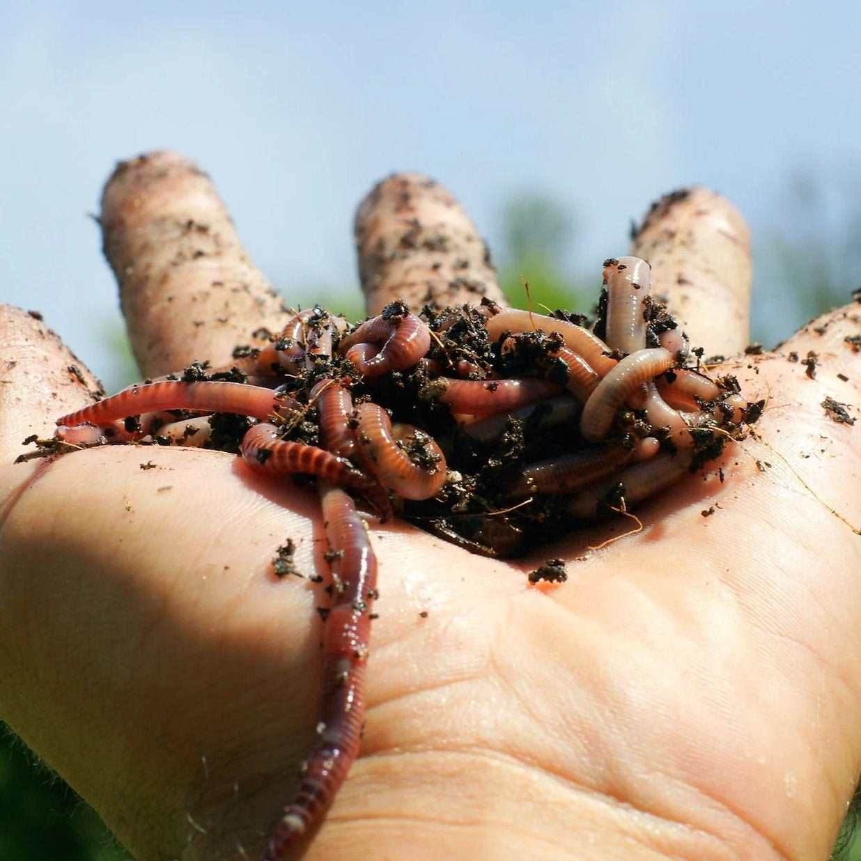 Vers de compost Eisenia pour lombricomposteur