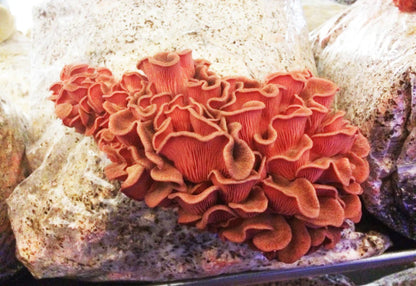 Pleurotes roses en cours de pousse sur ballot de culture BIO – TerreEcoShop